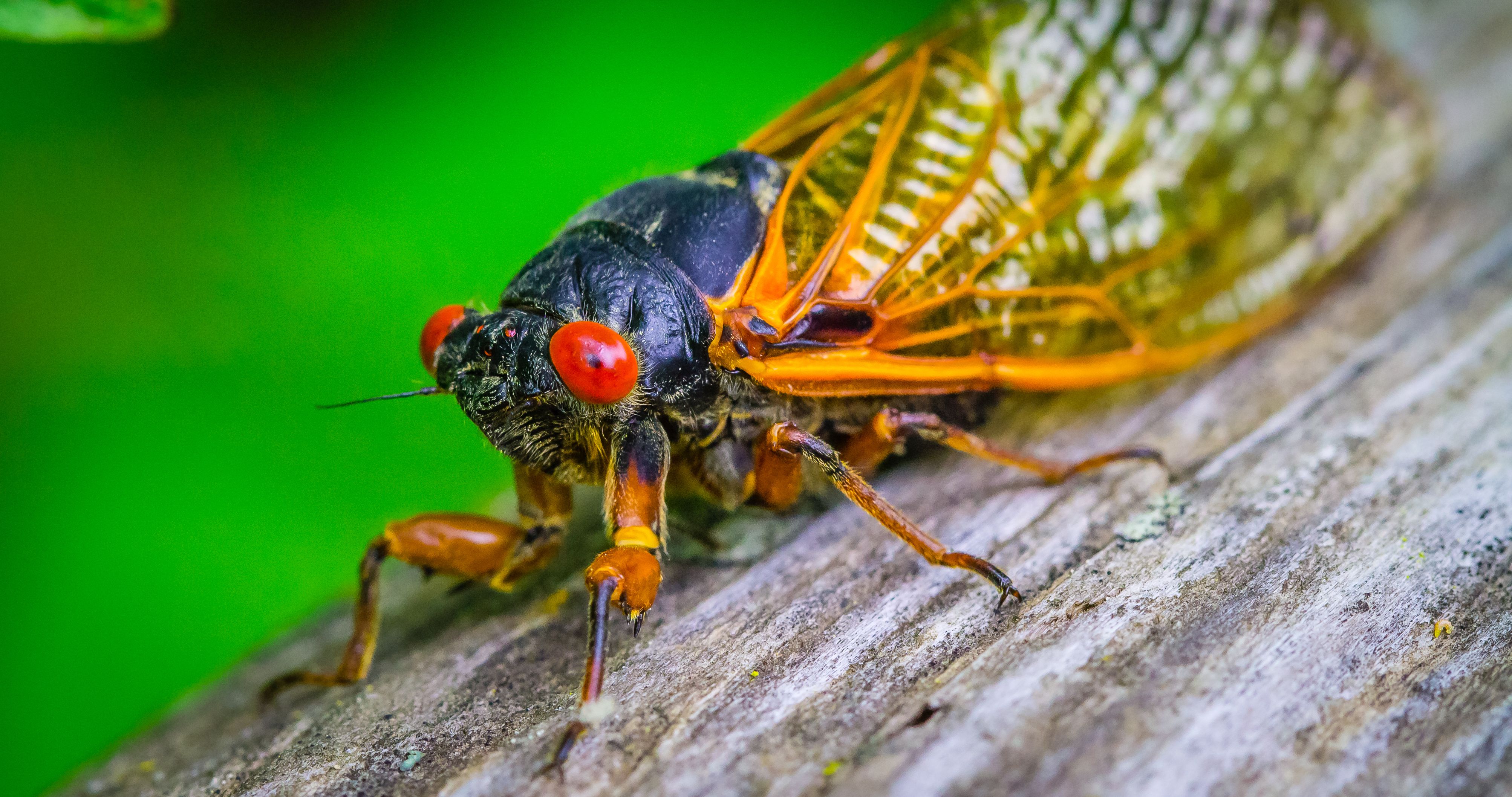 cicada close-up on branch